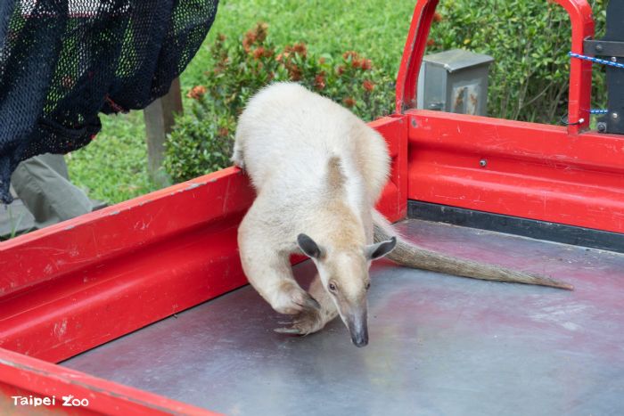 小食蟻獸「黑妞」平安回家！臺北市立動物園暖心尋回，初步檢查健康穩定